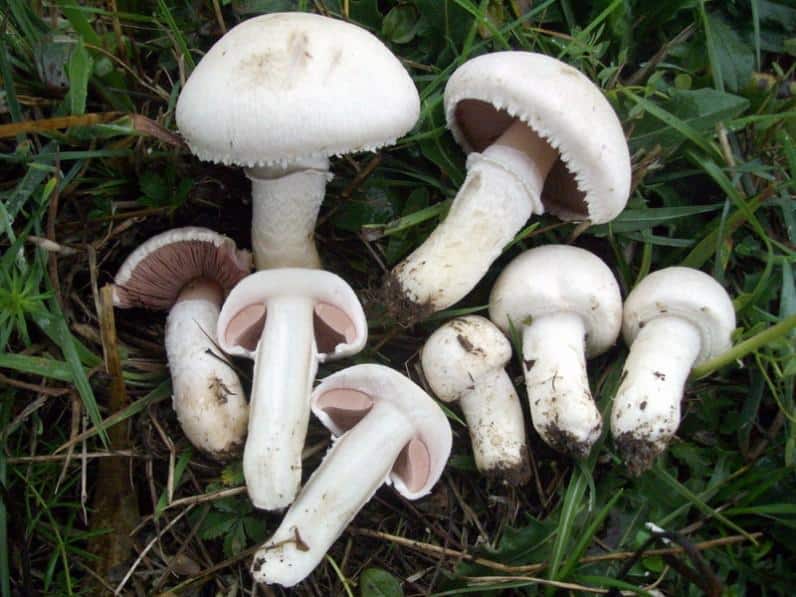 obzor vseh gribov s beloj shlyapkoj kak najti nuzhnyj 603a122998ddd - Обзор всех грибов с белой шляпкой — как найти нужный