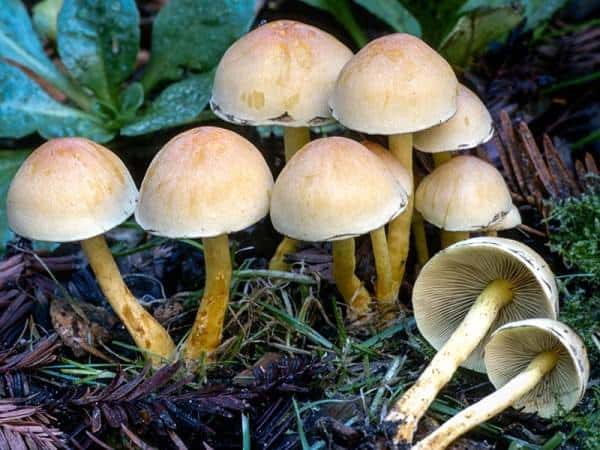 obzor vseh gribov s beloj shlyapkoj kak najti nuzhnyj 603a122a89e63 - Обзор всех грибов с белой шляпкой — как найти нужный