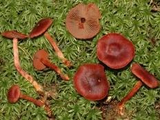 pautinnik krovavo krasnyj cortinarius sanguineus 6039562e9116d - Паутинник кроваво-красный (Cortinarius sanguineus)