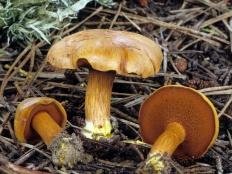 perechnyj grib chalciporus piperatus 60394f9255b61 - Перечный гриб (Chalciporus piperatus)