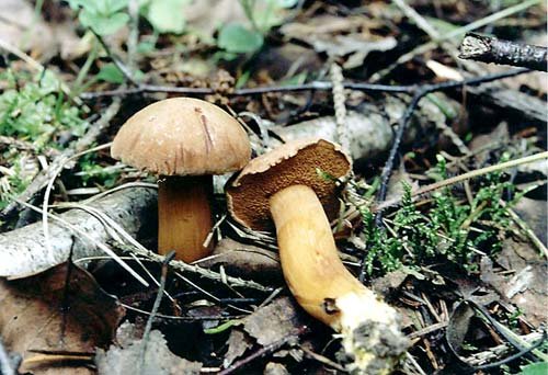perechnyj grib chalciporus piperatus 60394f926b11b - Перечный гриб (Chalciporus piperatus)