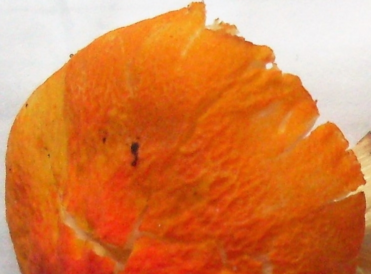 pljutej oranzhevomorshhinistyj pluteus aurantiorugosus 60397c0c86d80 - Плютей оранжевоморщинистый (Pluteus aurantiorugosus)