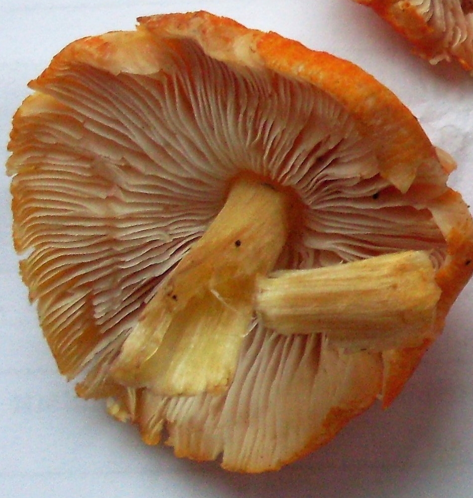 pljutej oranzhevomorshhinistyj pluteus aurantiorugosus 60397c0d543c3 - Плютей оранжевоморщинистый (Pluteus aurantiorugosus)