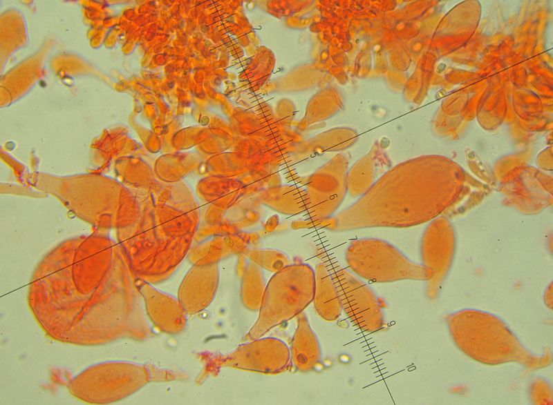 pljutej oranzhevomorshhinistyj pluteus aurantiorugosus 60397c10cdc67 - Плютей оранжевоморщинистый (Pluteus aurantiorugosus)
