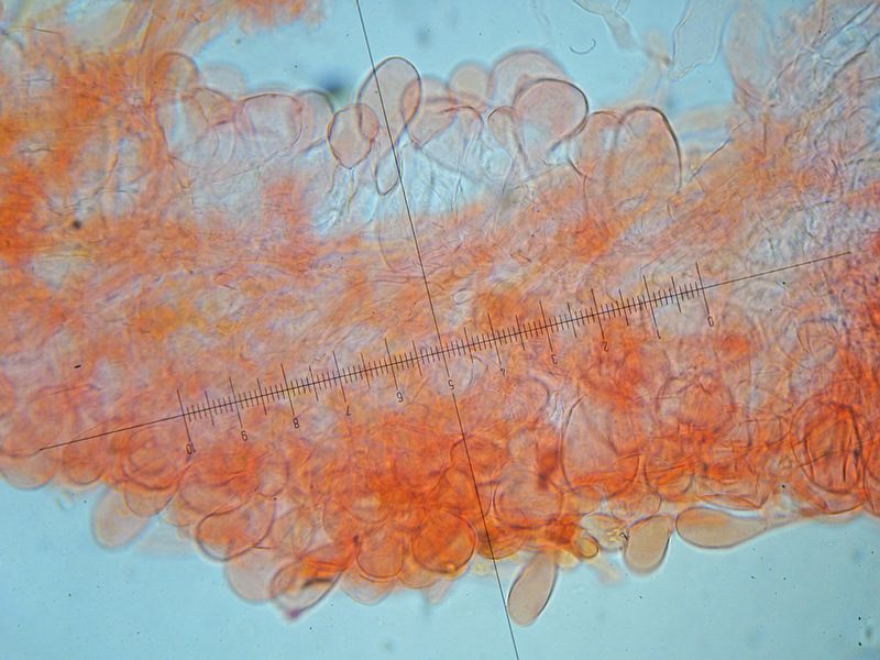 pljutej oranzhevomorshhinistyj pluteus aurantiorugosus 60397c12bb53e - Плютей оранжевоморщинистый (Pluteus aurantiorugosus)