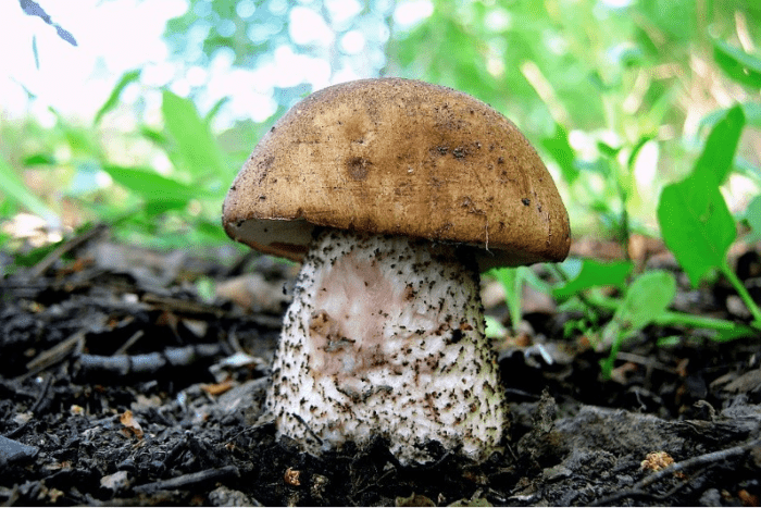 pochemu belyj mushroom rozoveet na sreze 603a11344d338 - Why white mushroom turns pink on the cut