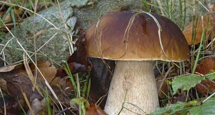 polza i vred belyh gribov dlya organizma 603a112abb8b3 - Польза и вред белых грибов для организма