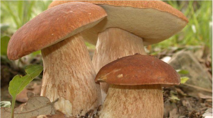polza i vred belyh gribov dlya organizma 603a112b2385c - Польза и вред белых грибов для организма