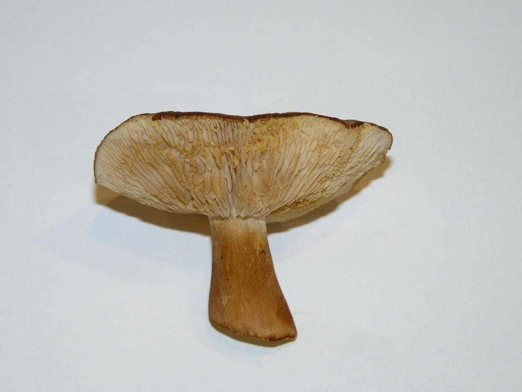 ryadovka belo korichnevaya tricholoma albobrunneum 603980a67be83 - Рядовка бело-коричневая (Tricholoma albobrunneum)