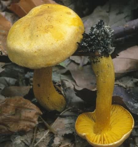 ryadovka serno zhjoltaya tricholoma sulphureum 6039628b2d02c - Рядовка серно-жёлтая (Tricholoma sulphureum)