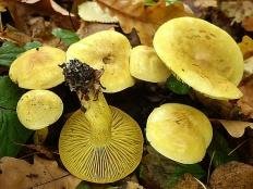 ryadovka serno zhjoltaya tricholoma sulphureum 6039628b84829 - Рядовка серно-жёлтая (Tricholoma sulphureum)