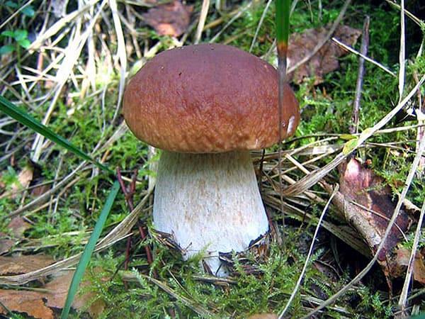samyj bolshoj obzor vidov belyh gribov 603a1528c3525 - Самый большой обзор видов белых грибов