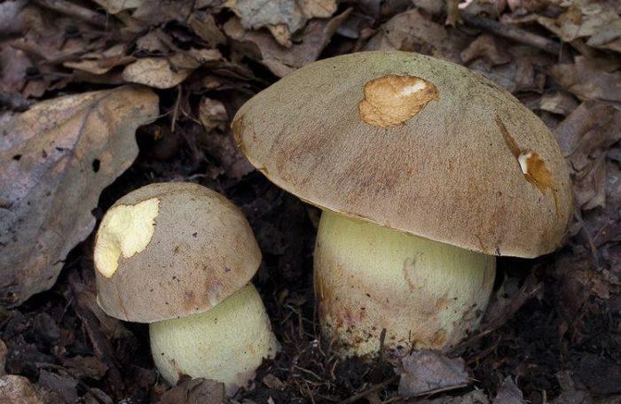 samyj bolshoj obzor vidov belyh gribov 603a15298ee95 - Самый большой обзор видов белых грибов