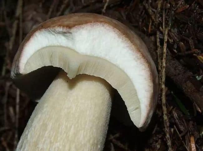 samyj bolshoj obzor vidov belyh gribov 603a152a14825 - Самый большой обзор видов белых грибов