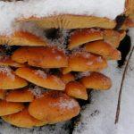 sbor gribov zimoj v lesu 603a1435d29f2 - Сбор грибов зимой в лесу