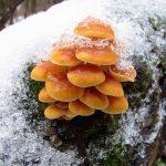 sbor gribov zimoj v lesu 603a14367741e - Сбор грибов зимой в лесу