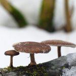 sbor gribov zimoj v lesu 603a14367c3bd - Сбор грибов зимой в лесу