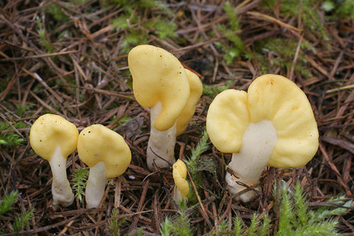 spatulyariya zheltovataya spathularia flavida 6039821c8ac54 - Спатулярия желтоватая (Spathularia flavida)