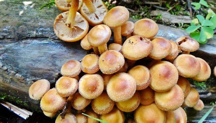 top 10 gribov iz berezovoj posadki ili lesa 603a12859ce49 - ТОП 10 грибов из березовой посадки или леса
