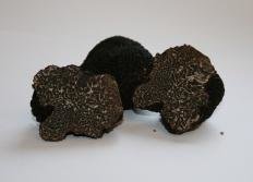 trjufel chjornyj tuber melanosporum 6039652fbe2df - Трюфель чёрный (Tuber melanosporum)