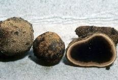 trjufel olenij elaphomyces granulatus 603957005afdd - Трюфель олений (Elaphomyces granulatus)