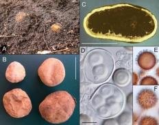 trjufel olenij elaphomyces granulatus 60395701b3f44 - Трюфель олений (Elaphomyces granulatus)