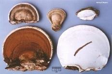 trutovik ploskij ganoderma applanatum 6039664a104a8 - Трутовик плоский (Ganoderma applanatum)