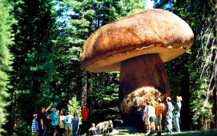udivitelnye rekordy samyj bolshoj belyj grib 603a1183c1aab - Удивительные рекорды — самый большой белый гриб