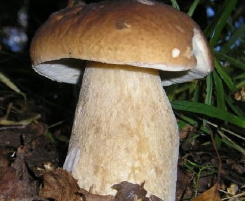 udivitelnye rekordy samyj bolshoj belyj grib 603a118443b53 - Удивительные рекорды — самый большой белый гриб