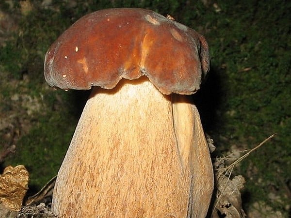 udivitelnye rekordy samyj bolshoj belyj grib 603a1185567fa - Удивительные рекорды — самый большой белый гриб
