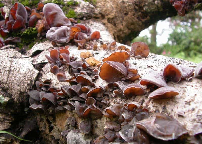 umopomrachitelnye recepty iz drevesnyh gribov 603a0bb39213a - Умопомрачительные рецепты из древесных грибов