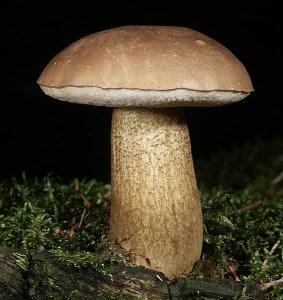 v kakih lesah rastut belye griby 603a117024474 - В каких лесах растут белые грибы