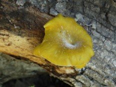 vjoshenka limonnaya pleurotus citrinopileatus 6039604f57569 - Вёшенка лимонная (Pleurotus citrinopileatus)