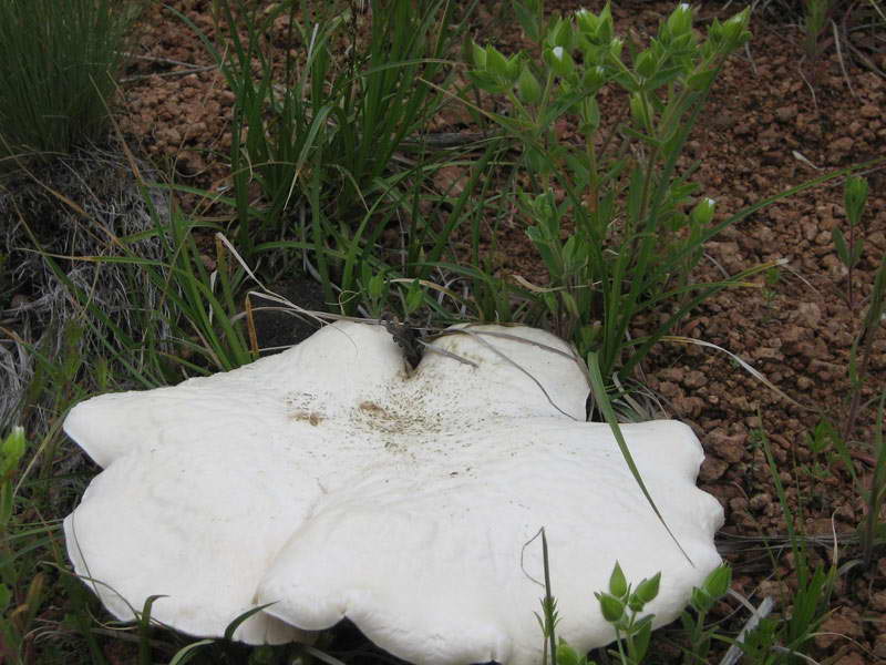 vjoshenka stepnaya pleurotus eryngii 603960659e7ed - Вёшенка степная (Pleurotus eryngii)