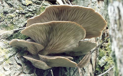 vjoshenka ustrichnaya pleurotus ostreatus 60396056b7768 - Вёшенка устричная (Pleurotus ostreatus)