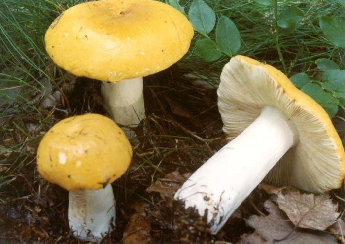 vkusnye sedobnye i yadovitye griby zheltogo cveta 603a123a1f93d - Вкусные съедобные и ядовитые грибы желтого цвета