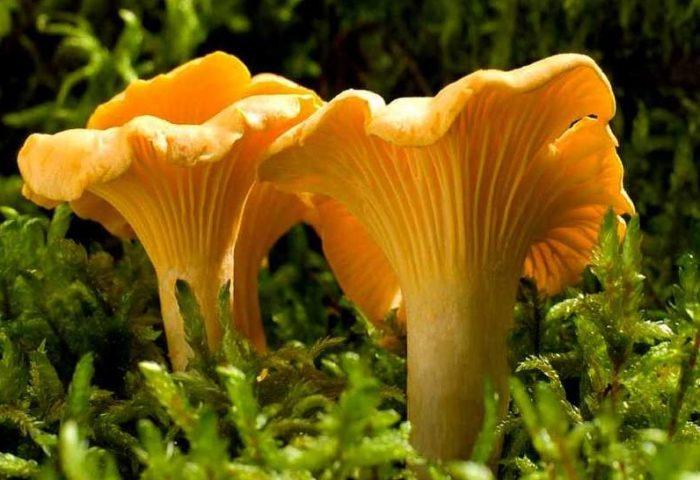 vkusnye sedobnye i yadovitye griby zheltogo cveta 603a123a98e42 - Вкусные съедобные и ядовитые грибы желтого цвета