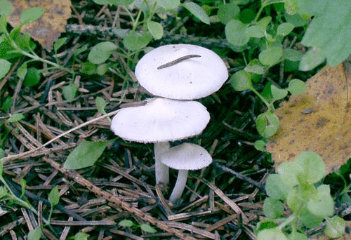 volokonnica zemlyanaya inocybe geophylla 6039659d1da17 - Волоконница земляная (Inocybe geophylla)