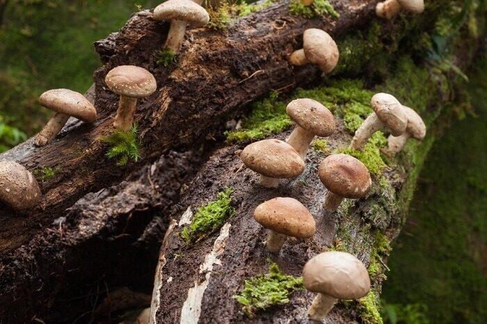 vse drevesnye griby v odnoj podborke 603a11df9b68f - Все древесные грибы в одной подборке