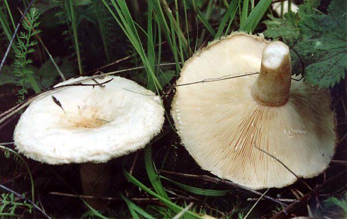 zamechatelnye griby volnushki zdes vsjo chto vy ne znali o krasulyah i belyankah 603a12ab656c1 - Замечательные грибы волнушки: здесь всё, что вы не знали о красулях и белянках!