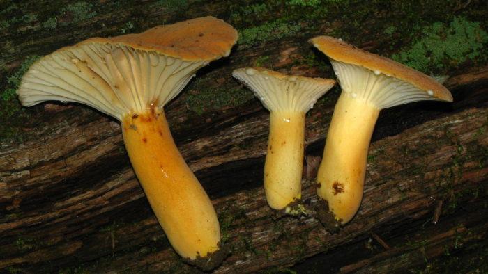 zamechatelnye griby volnushki zdes vsjo chto vy ne znali o krasulyah i belyankah 603a12b02e1f1 - Замечательные грибы волнушки: здесь всё, что вы не знали о красулях и белянках!