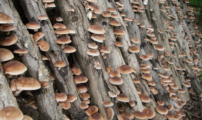 1606a 17 - Способы, как самому сделать грибной мицелий