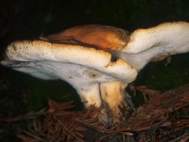 trutovik klubnenosnyi - Трутовик ямчатый (Lentinus arcularius)